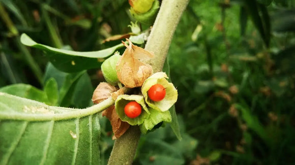 Ashwagandha Root: Natural Support for Stress, Energy, Sleep, Libido and Vitality