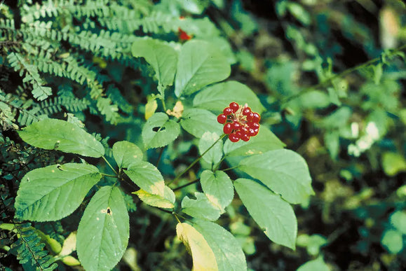 Panax Ginseng: Natural Support for Energy, Vitality, Focus and Performance