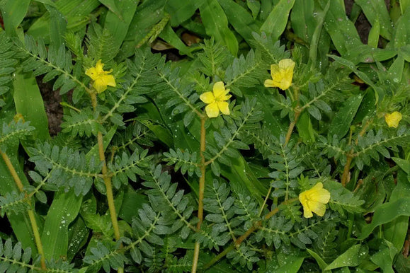 Tribulus for Men: Benefits, Risks, and Does It Work?